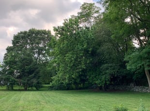 Rita M.'s Lawn Service service result